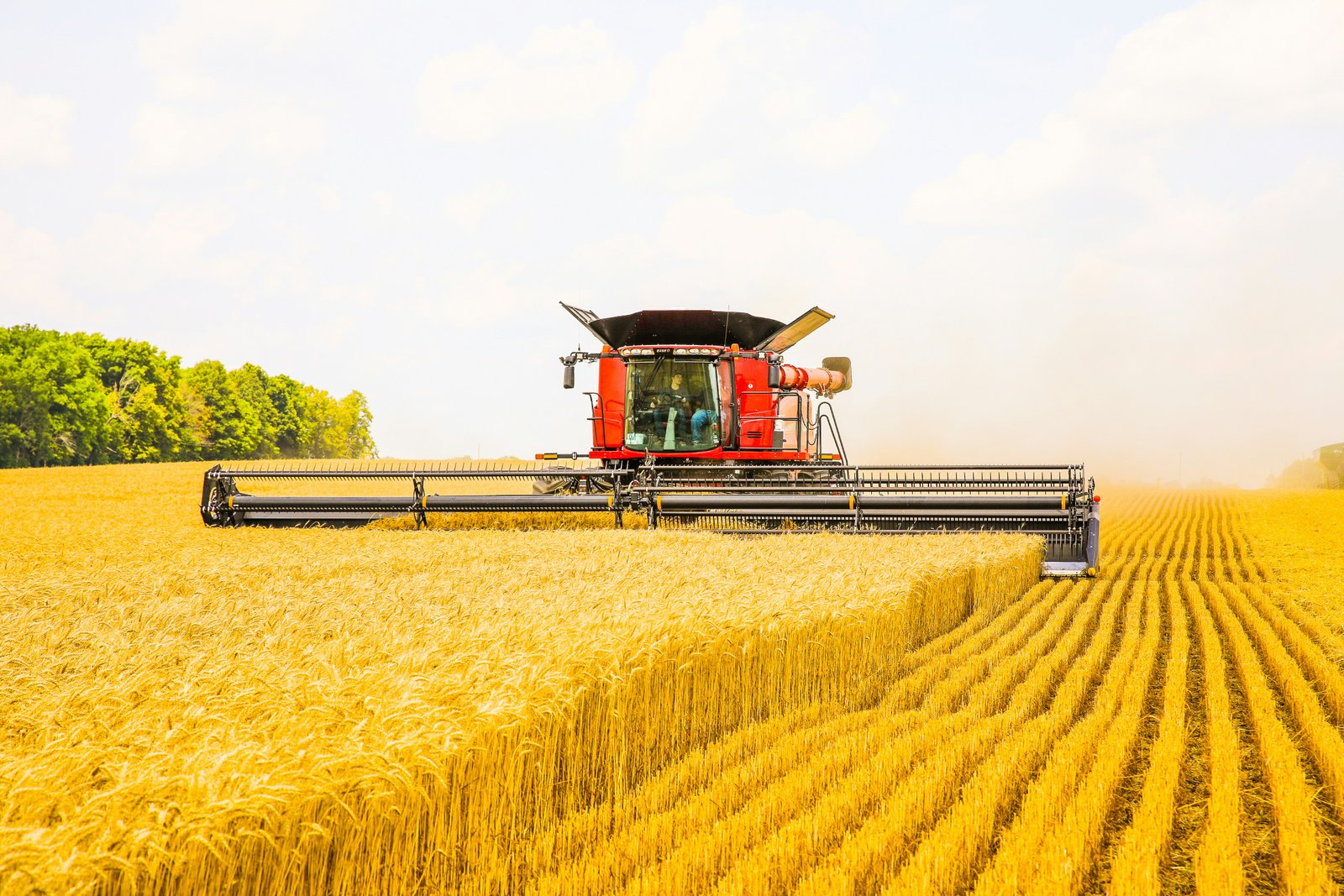 Indian agro products